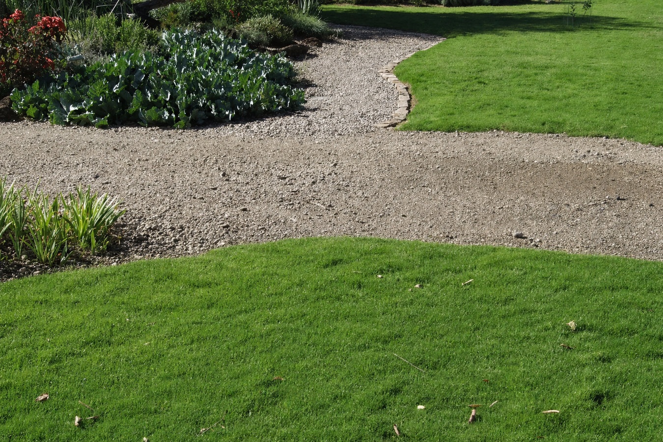 Drought-tolerant turf in Edgewater, FL